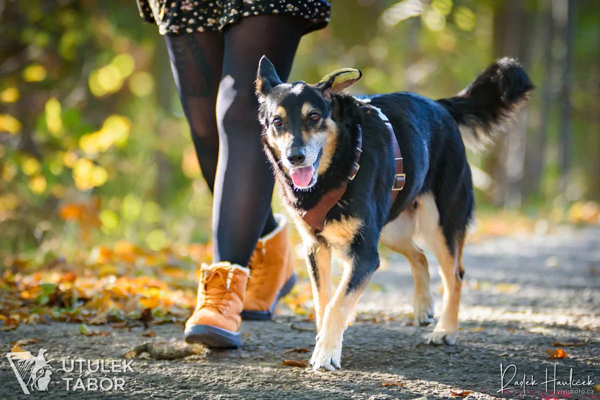 ALOHA, female mixed breed for adoption at Útulek Tábor — photo 2 of 5