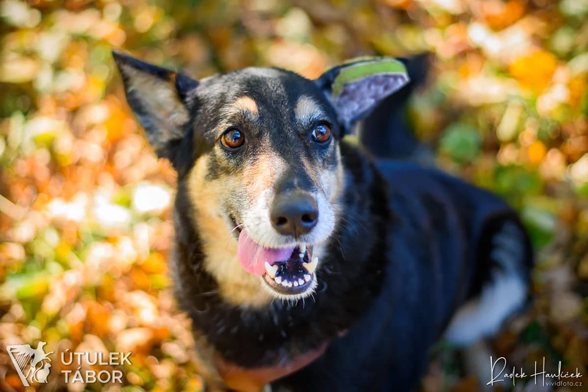 ALOHA, female mixed breed for adoption at Útulek Tábor — photo 4 of 5