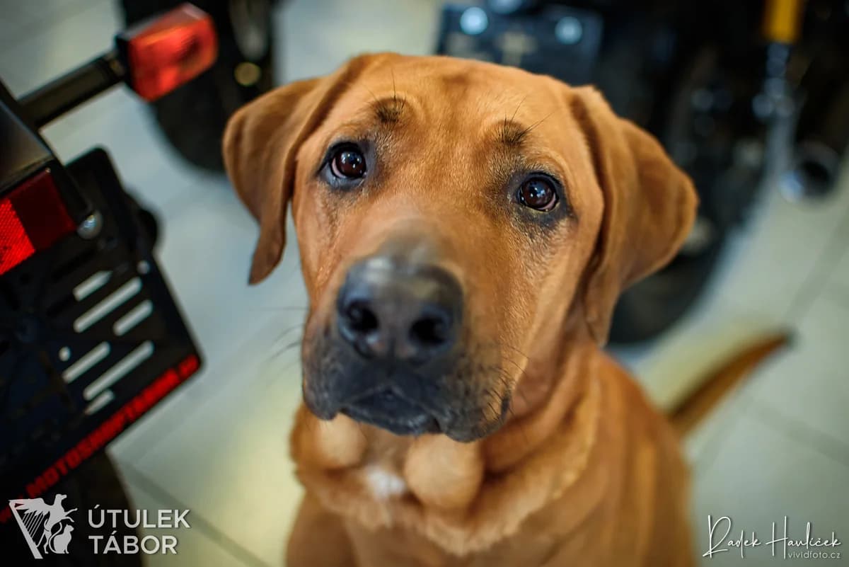 Harley, male 7yo Rhodesian Ridgeback for adoption at Útulek Tábor
