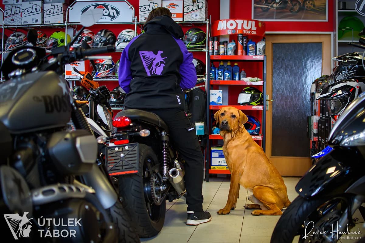 Harley, male Rhodesian Ridgeback for adoption at Útulek Tábor — photo 2 of 5