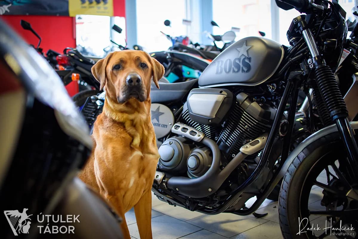 Harley, male Rhodesian Ridgeback for adoption at Útulek Tábor — photo 3 of 5