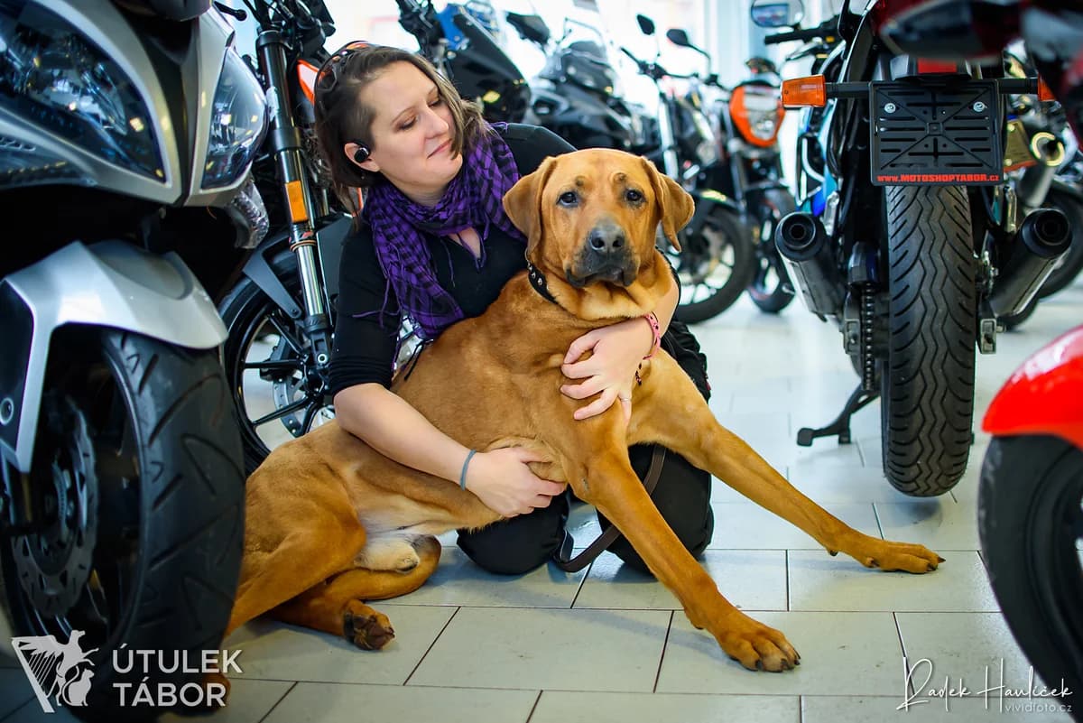 Harley, male Rhodesian Ridgeback for adoption at Útulek Tábor — photo 4 of 5