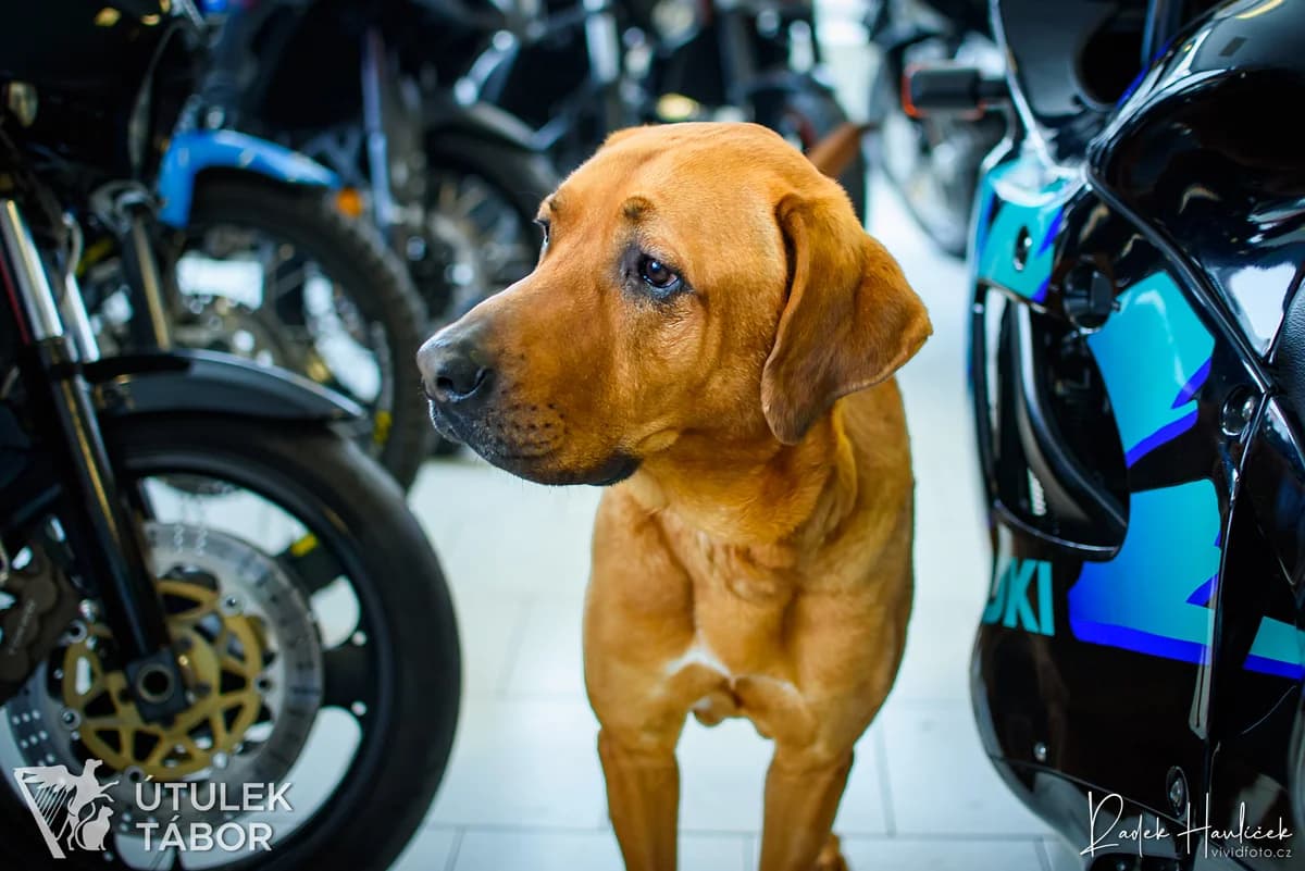 Harley, male Rhodesian Ridgeback for adoption at Útulek Tábor — photo 5 of 5