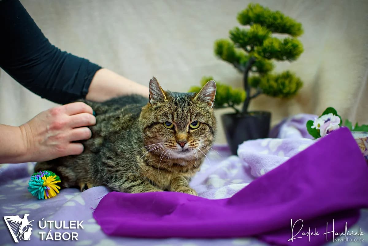 Šarmantní Šábel ♥ milá dáma, female senior mixed breed for adoption at Útulek Tábor