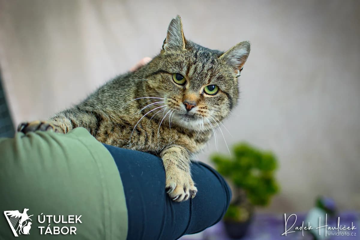 Šarmantní Šábel ♥ milá dáma, female mixed breed for adoption at Útulek Tábor — photo 2 of 3
