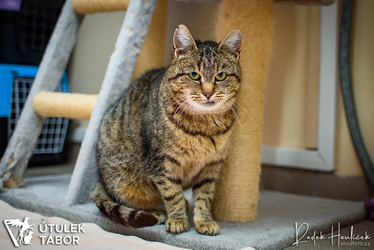 Šarmantní Šábel ♥ milá dáma, female mixed breed for adoption at Útulek Tábor — photo 3 of 3