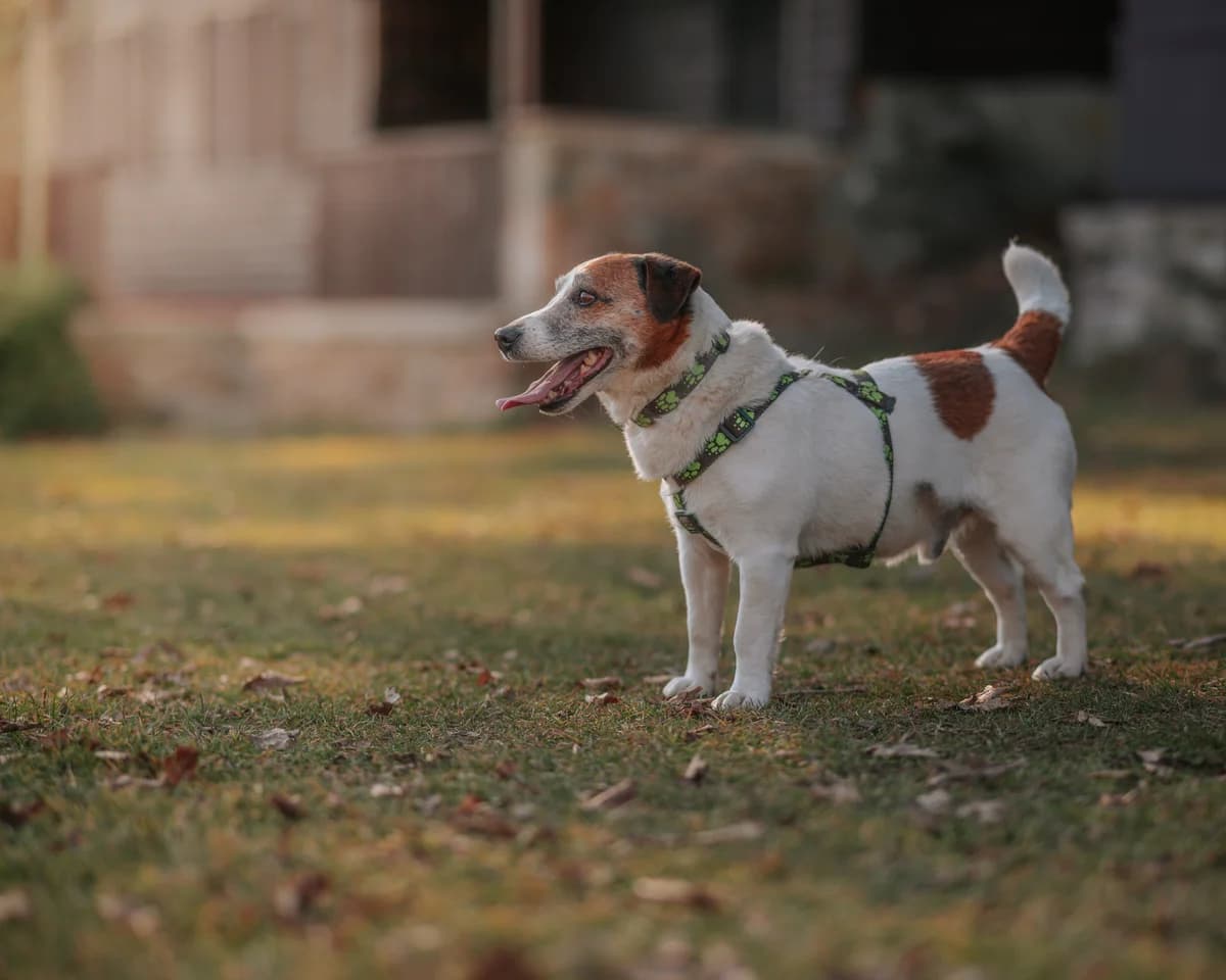 Muffinek ♥ prostě russellík, male Jack Russell Terrier for adoption at Útulek Tábor — photo 2 of 5