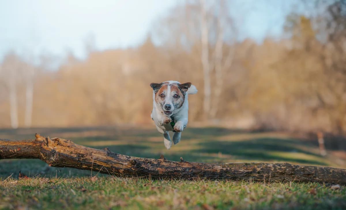Muffinek ♥ prostě russellík, male Jack Russell Terrier for adoption at Útulek Tábor — photo 3 of 5