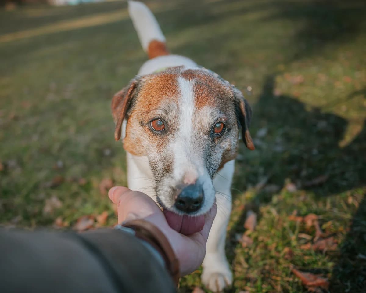 Muffinek ♥ prostě russellík, male Jack Russell Terrier for adoption at Útulek Tábor — photo 5 of 5