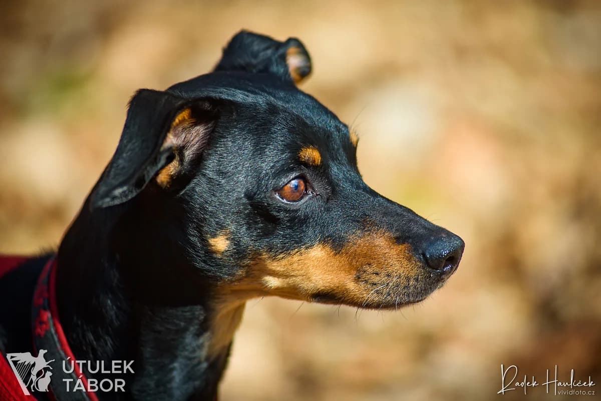 Buráček, male mixed breed for adoption at Útulek Tábor