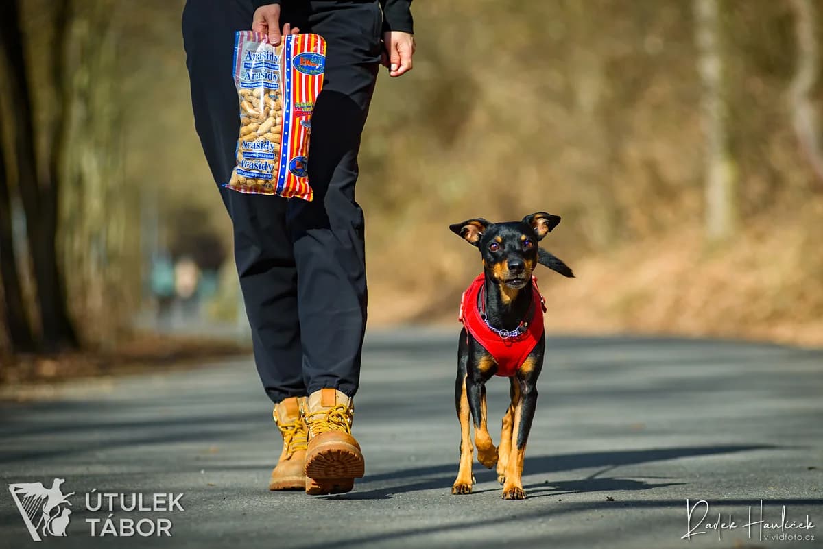Buráček, male mixed breed for adoption at Útulek Tábor — photo 2 of 4