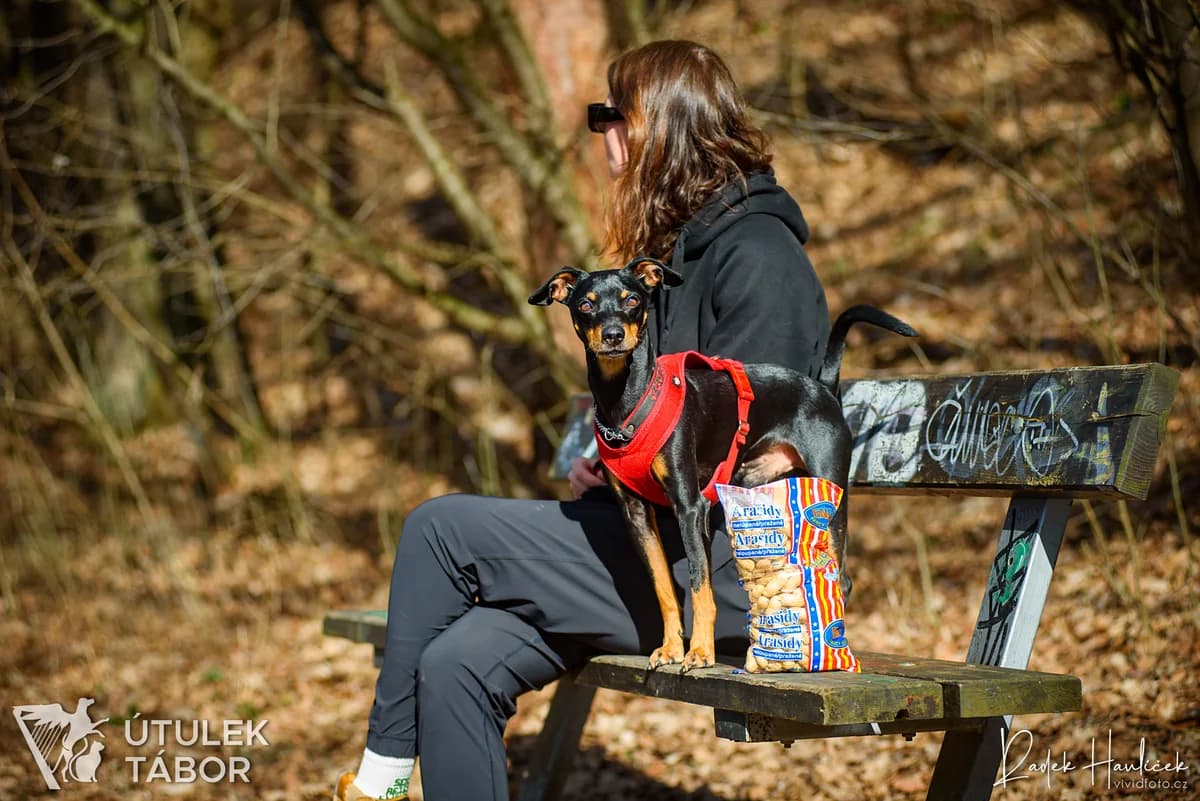 Buráček, male mixed breed for adoption at Útulek Tábor — photo 3 of 4