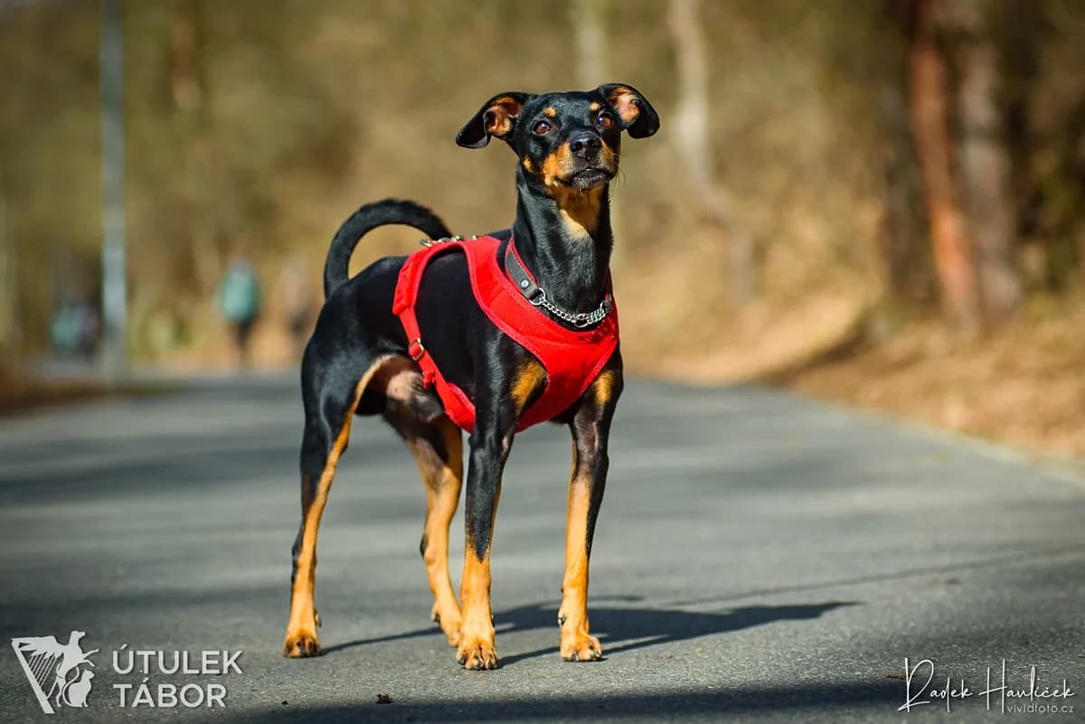 Buráček, male mixed breed for adoption at Útulek Tábor — photo 4 of 4