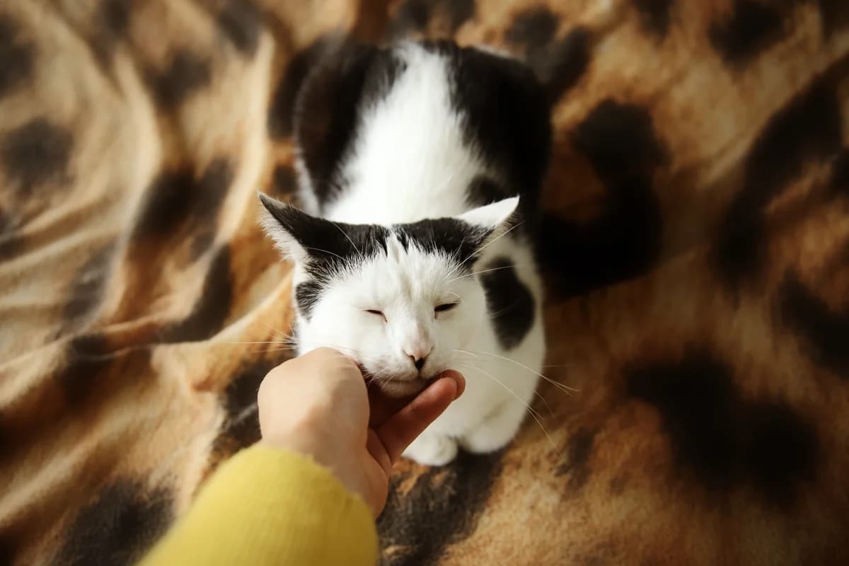 ADÍK, female young Mixed Breed for adoption at Útulek Tachov (U Šmudliny), 347 01 Tachov-Tachov 1