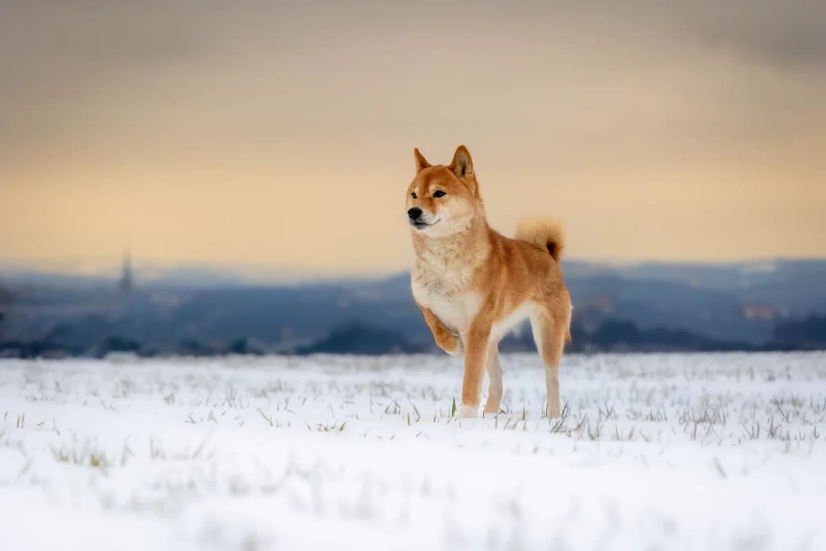AKI, female 7yo Shiba Inu for adoption at Útulek Tachov (U Šmudliny), 347 01 Tachov-Tachov 1