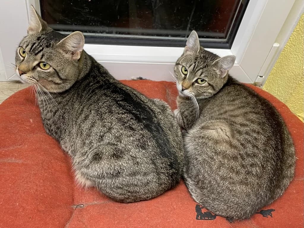 ARRAKIS, male Mixed Breed for adoption at Útulek Tachov (U Šmudliny), 347 01 Tachov-Tachov 1