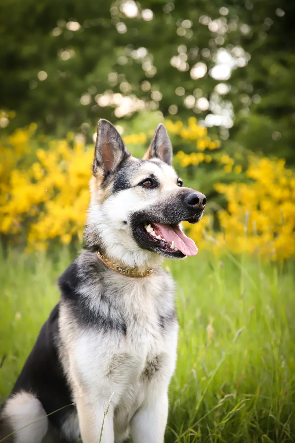 BAK, male young Husky for adoption at Útulek Tachov (U Šmudliny), 347 01 Tachov-Tachov 1