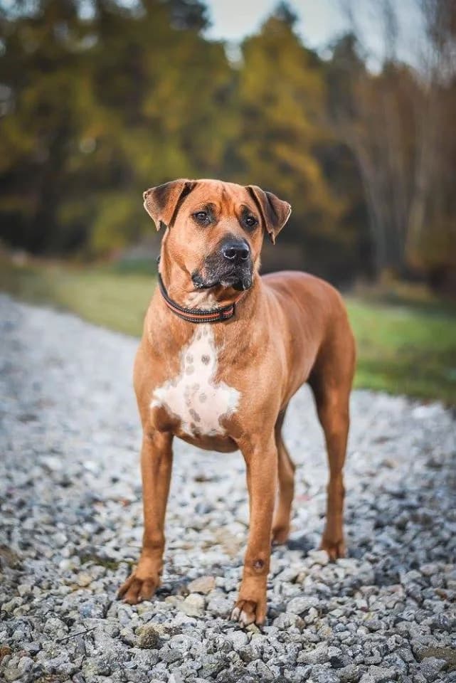 BOSS, male senior mixed breed for adoption at Útulek Tachov (U Šmudliny), 347 01 Tachov-Tachov 1