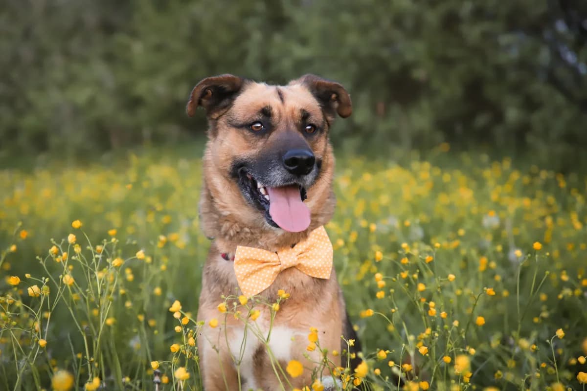 ČAKY, male senior Mixed Breed for adoption at Útulek Tachov (U Šmudliny), 347 01 Tachov-Tachov 1