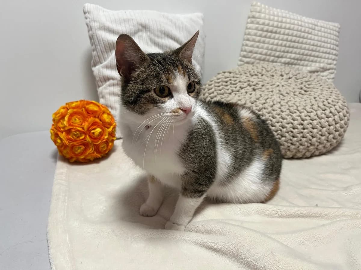 GRAMMY, female young Mixed Breed for adoption at Útulek Tachov (U Šmudliny), 347 01 Tachov-Tachov 1