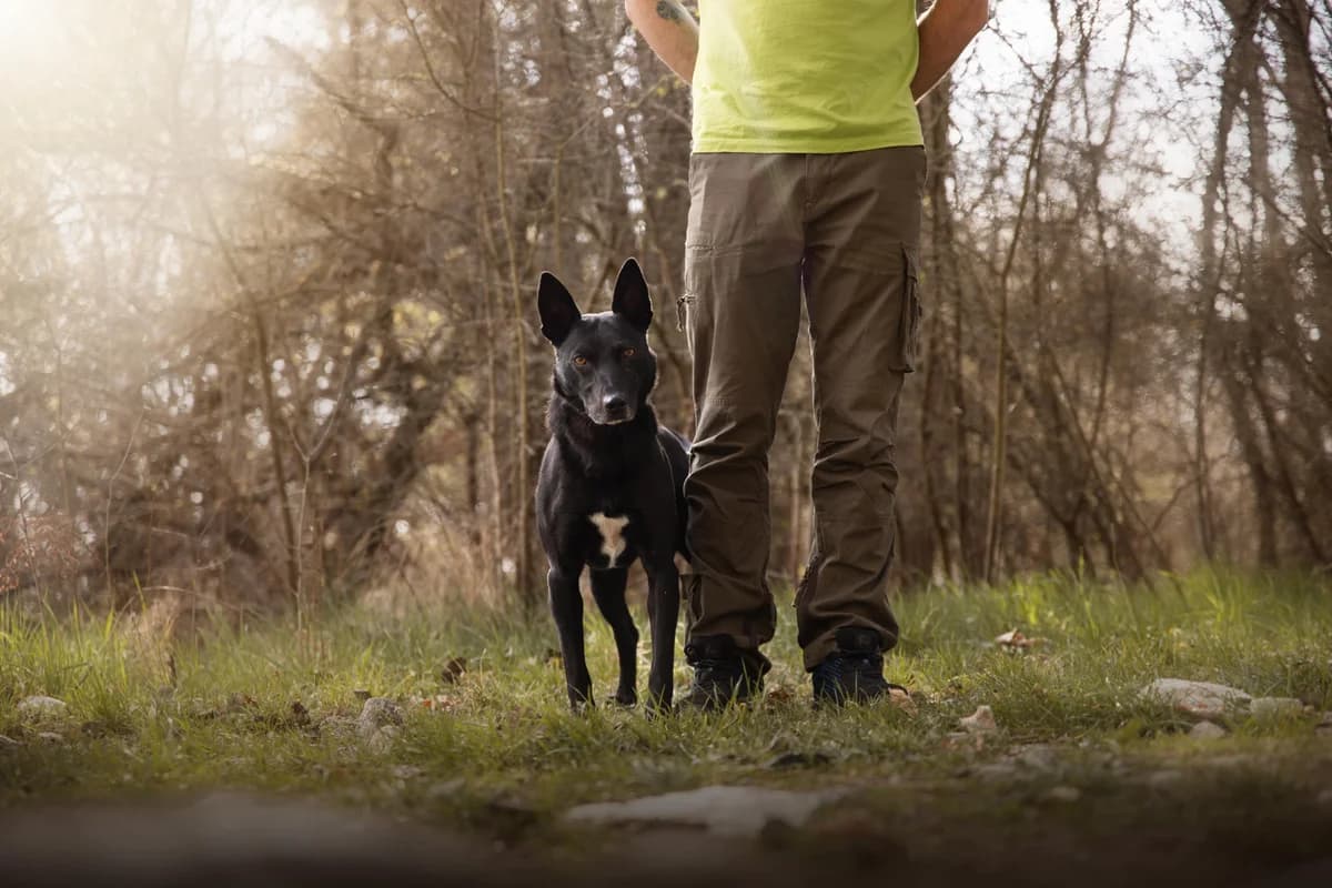 LUCKY, male 5yo mixed breed for adoption at Útulek Tachov (U Šmudliny), 347 01 Tachov-Tachov 1