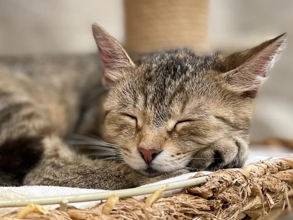 MAU, female 5yo Mixed Breed for adoption at Útulek Tachov (U Šmudliny), 347 01 Tachov-Tachov 1