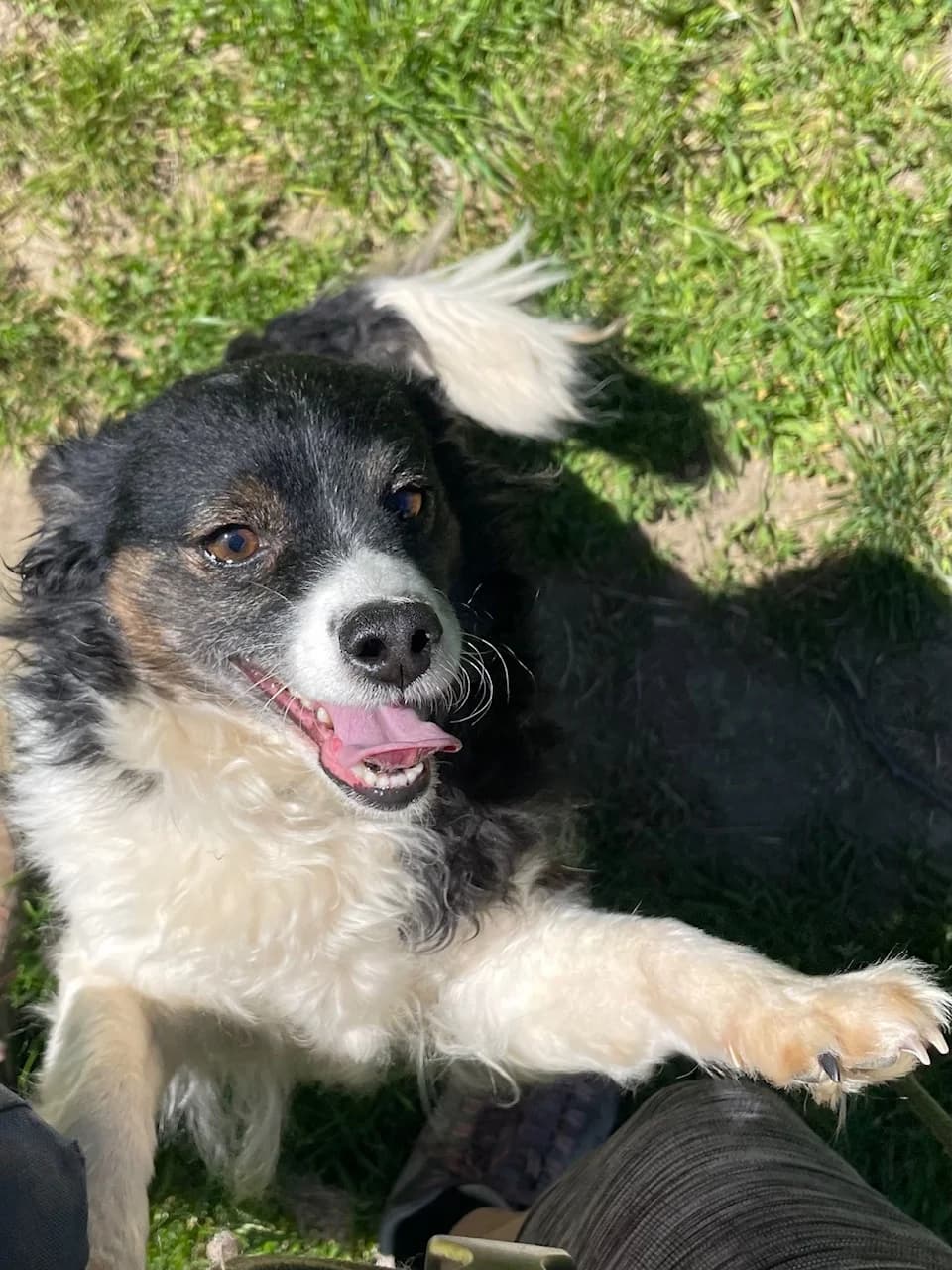 MIRABELKA, female 7yo Mixed Breed for adoption at Útulek Tachov (U Šmudliny), 347 01 Tachov-Tachov 1