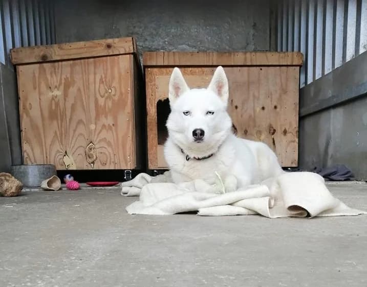 MYŠKA, female senior Husky for adoption at Útulek Tachov (U Šmudliny), 347 01 Tachov-Tachov 1