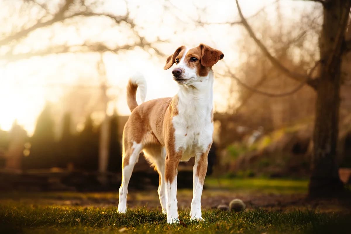 SINDY, female 3yo mixed breed for adoption at Útulek Tachov (U Šmudliny), 347 01 Tachov-Tachov 1