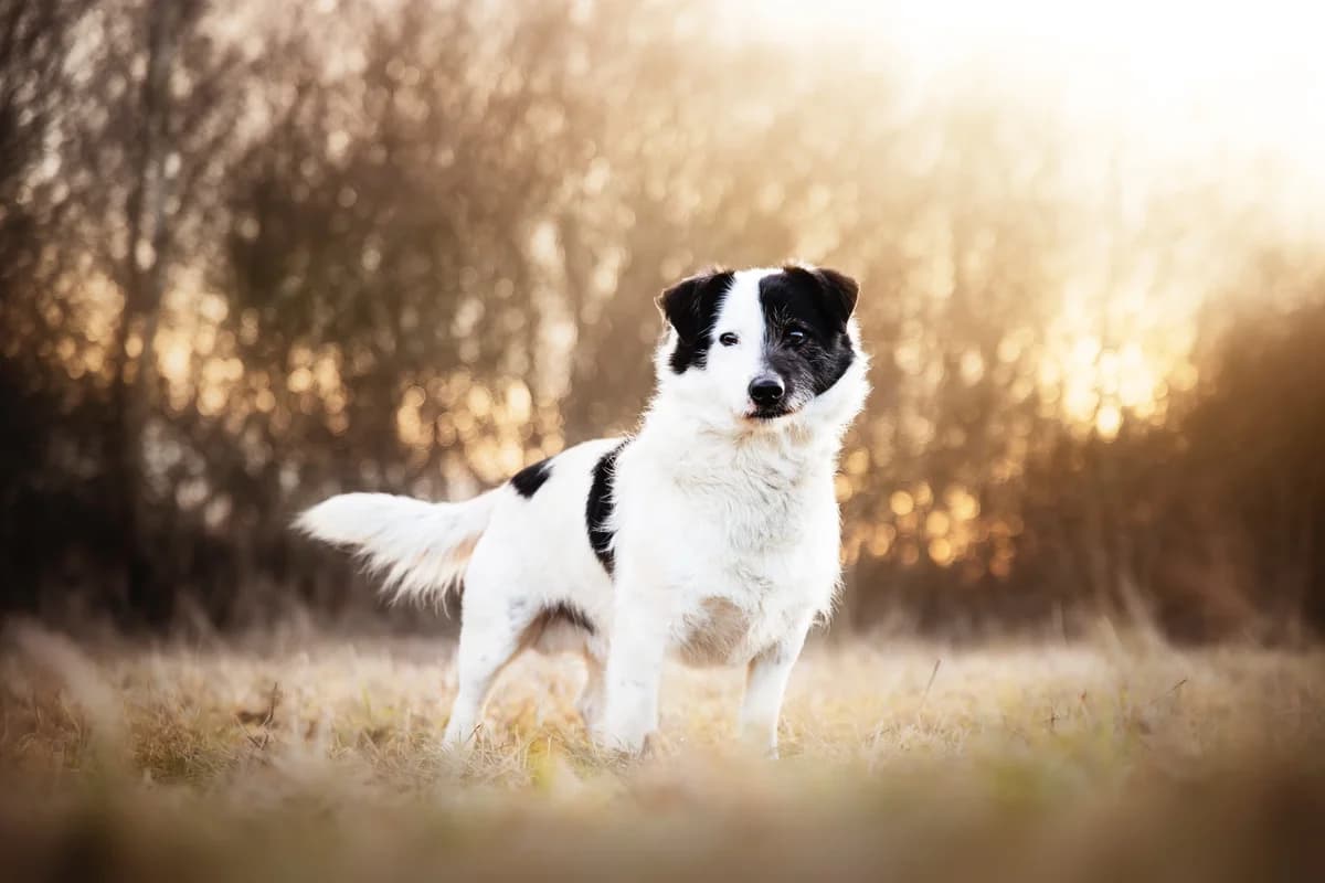 SVÁŤA, male 7yo mixed breed for adoption at Útulek Tachov (U Šmudliny), Tachov-Tachov 1