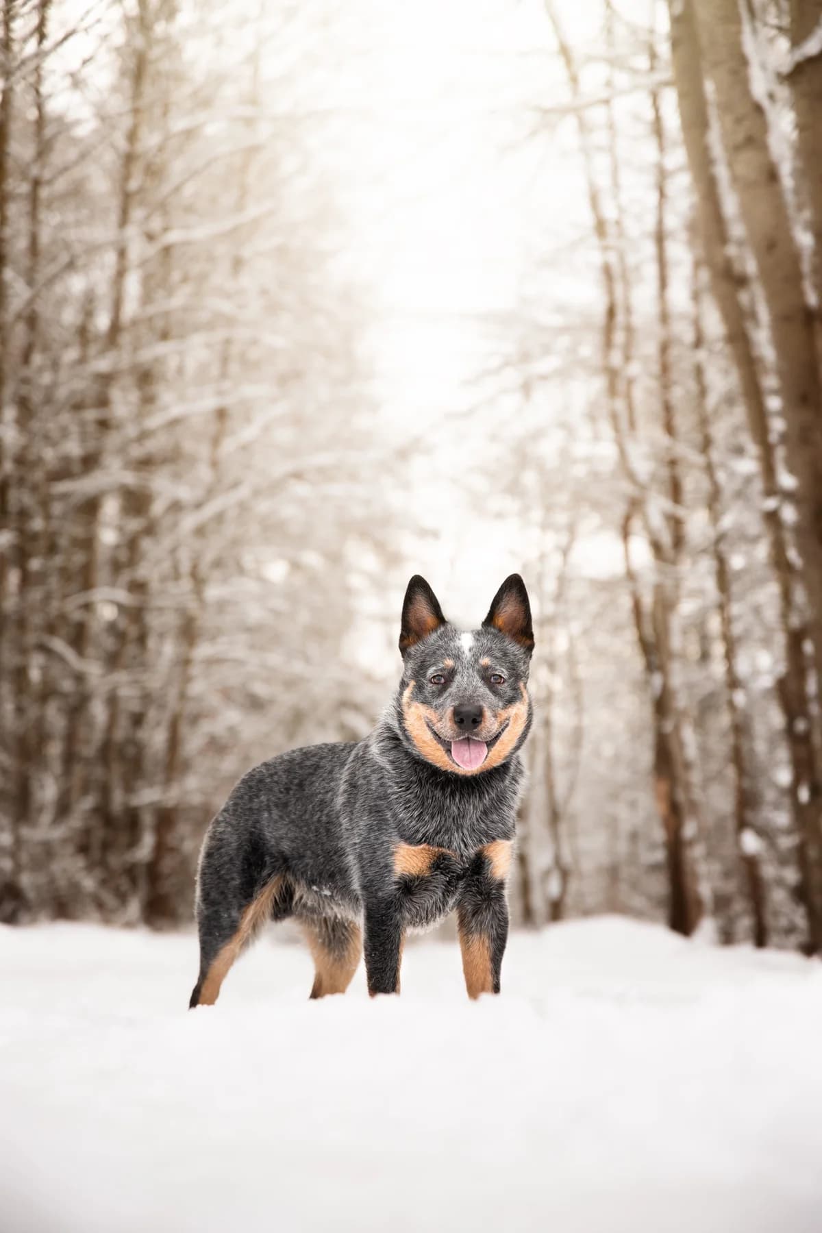 UPSÍK, male young mixed breed for adoption at Útulek Tachov (U Šmudliny), 347 01 Tachov-Tachov 1