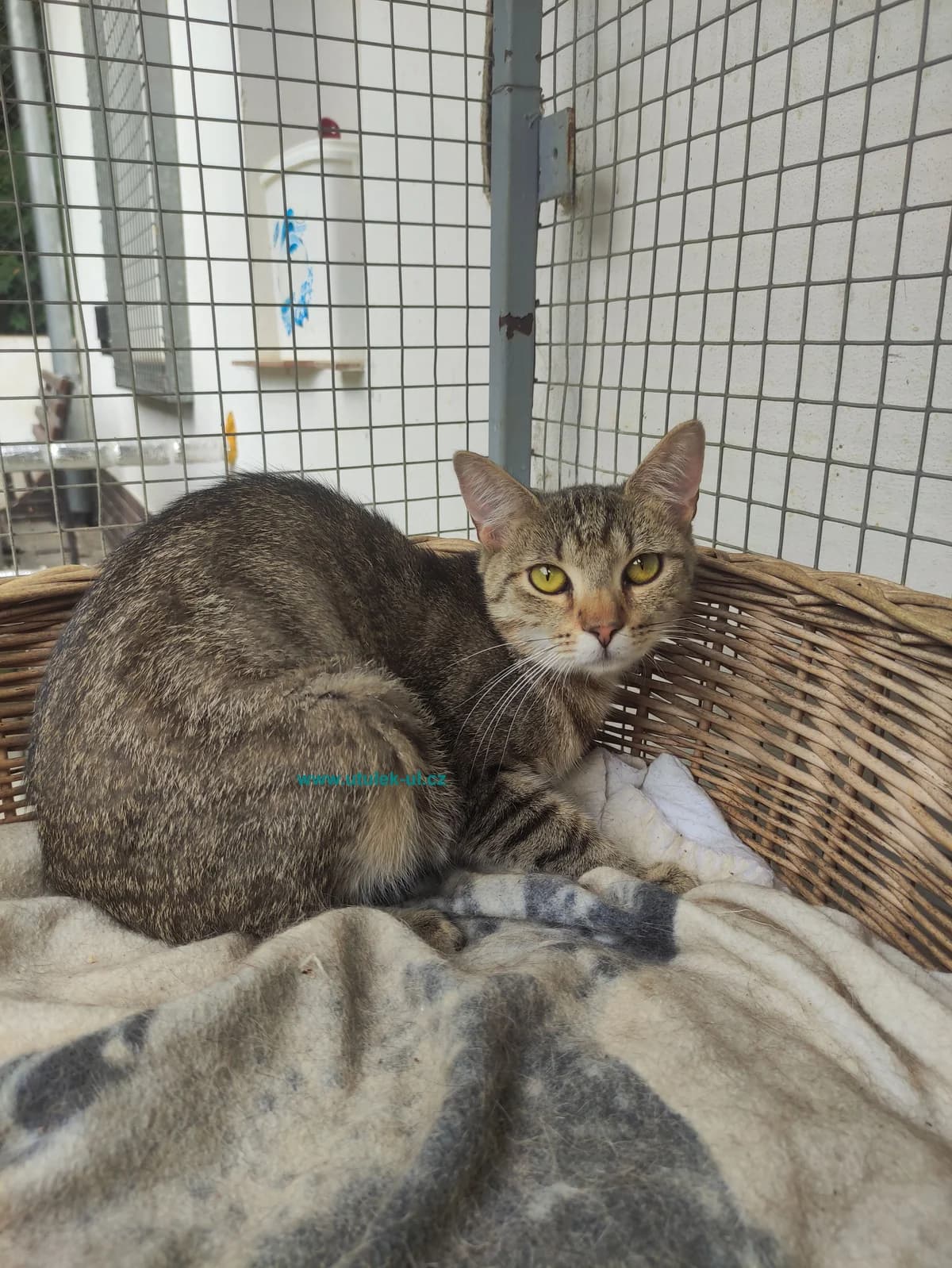 Matýsek, mourovaná male Mixed Breed for adoption at Centrum pro zvířata v nouzi Ústí nad Labem