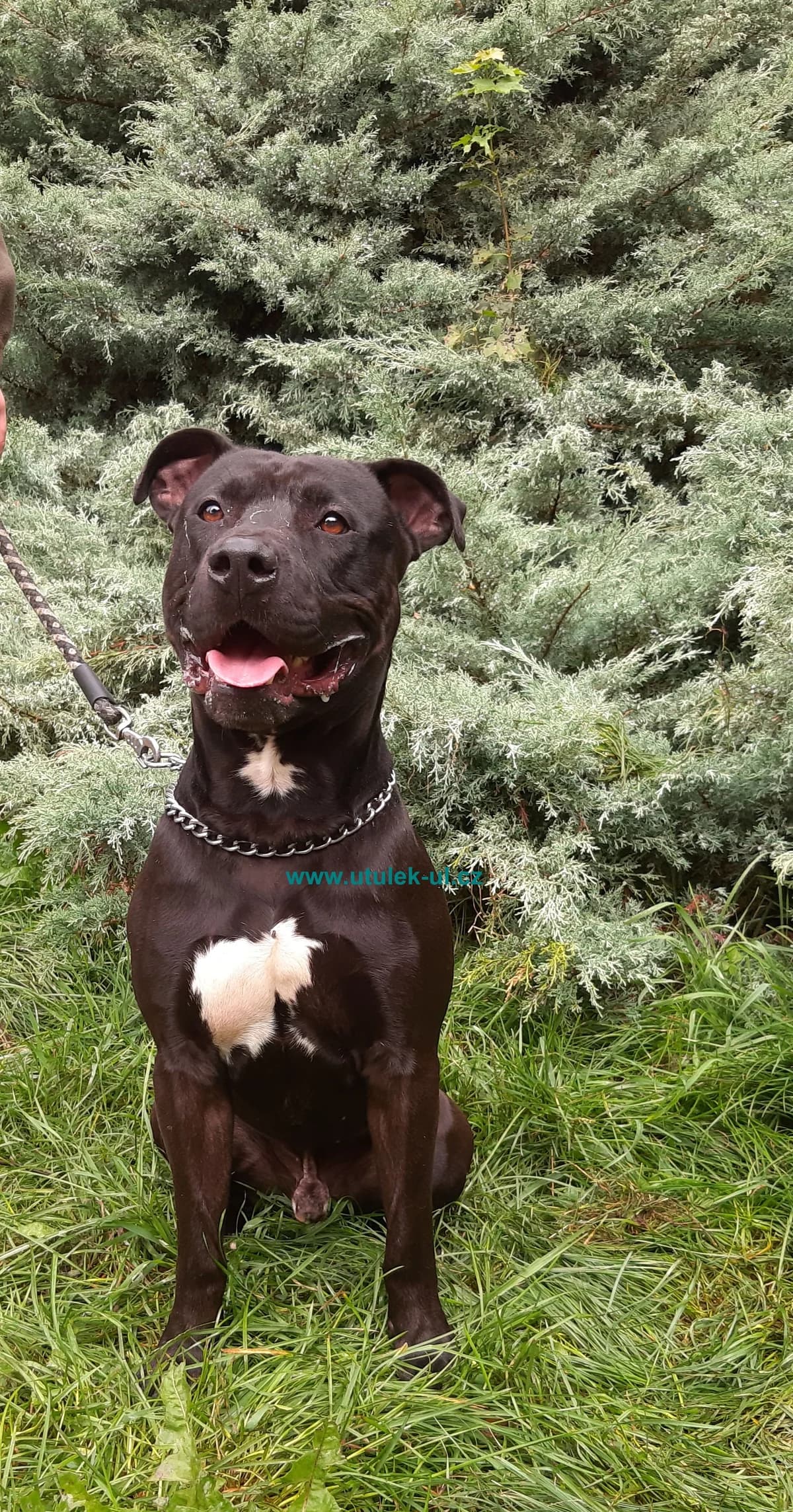 Kortéz, černá s bílou náprsenkou a prstíky male mixed breed for adoption at Centrum pro zvířata v nouzi Ústí nad Labem