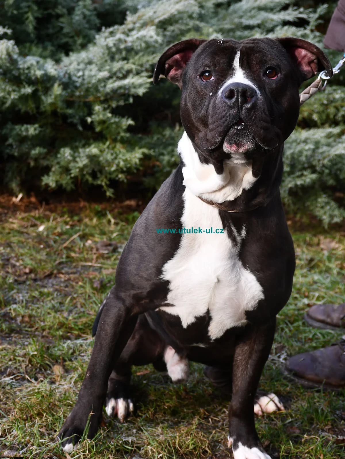 Barnie, černá s bílou náprsenkou male mixed breed for adoption at Centrum pro zvířata v nouzi Ústí nad Labem