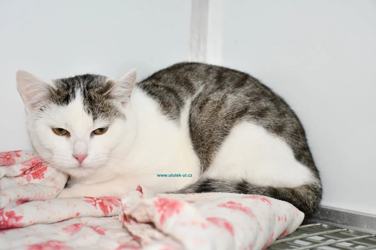 Jarmila, mourovatobílá female Mixed Breed for adoption at Centrum pro zvířata v nouzi Ústí nad Labem