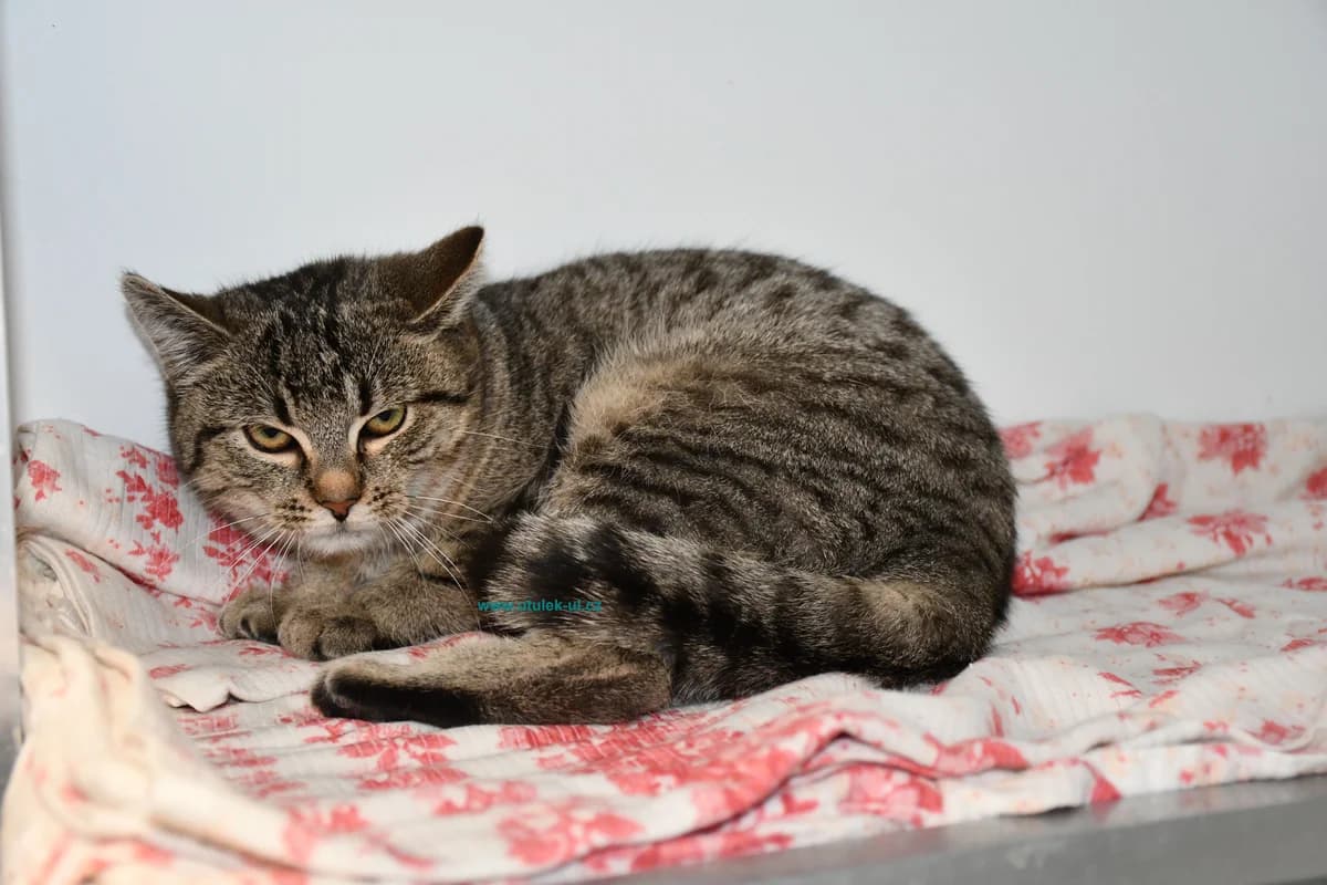 Máša, mourovaná female Mixed Breed for adoption at Centrum pro zvířata v nouzi Ústí nad Labem