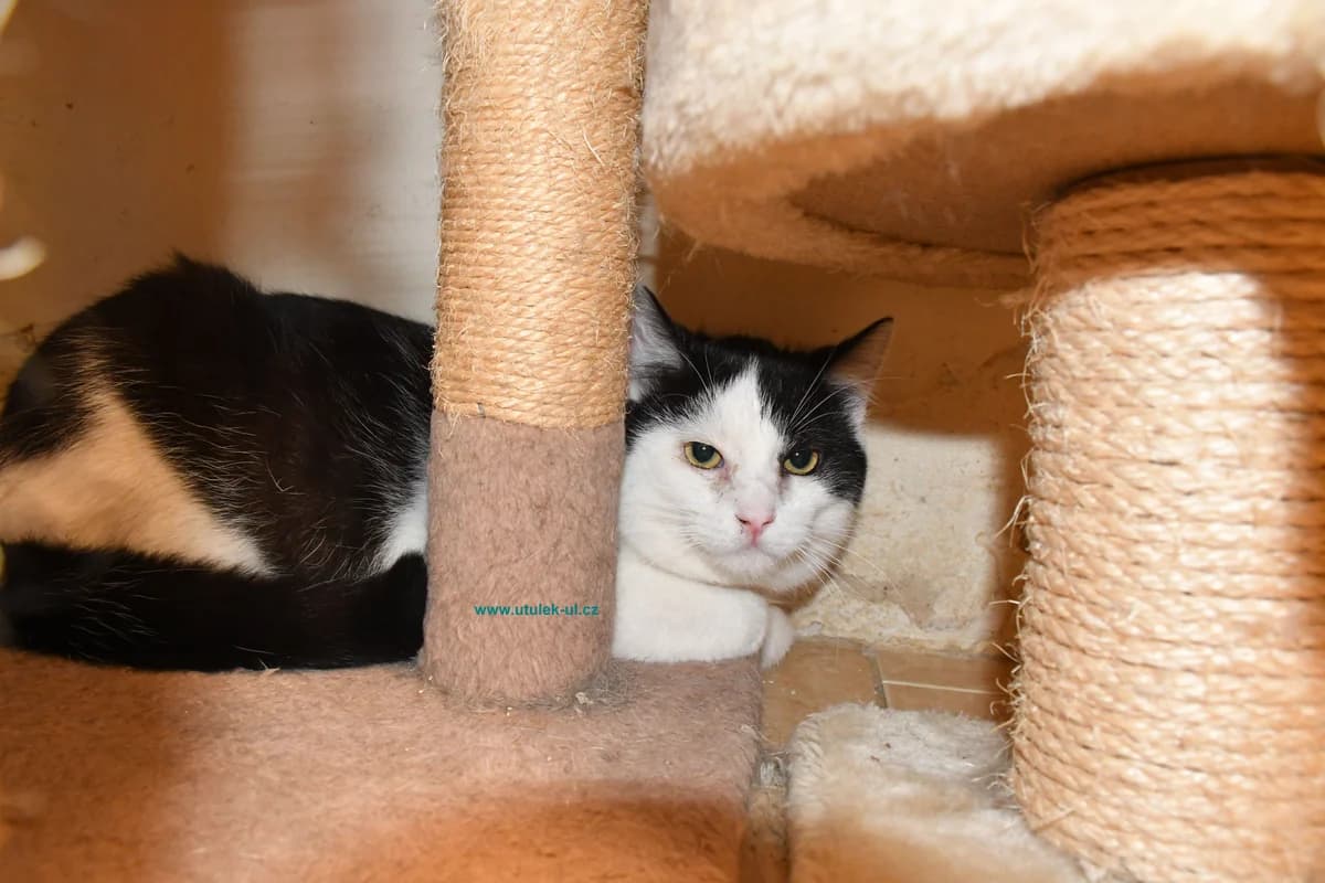 Aleš, černobílá male Mixed Breed for adoption at Centrum pro zvířata v nouzi Ústí nad Labem