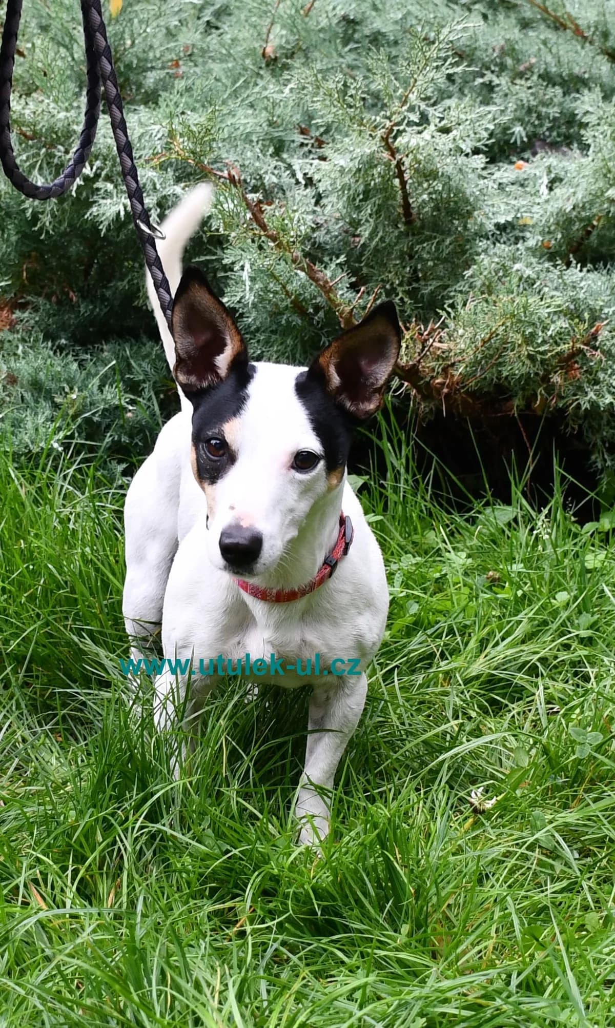 Bady, bicolor male Jack Russell Terrier for adoption at Centrum pro zvířata v nouzi Ústí nad Labem