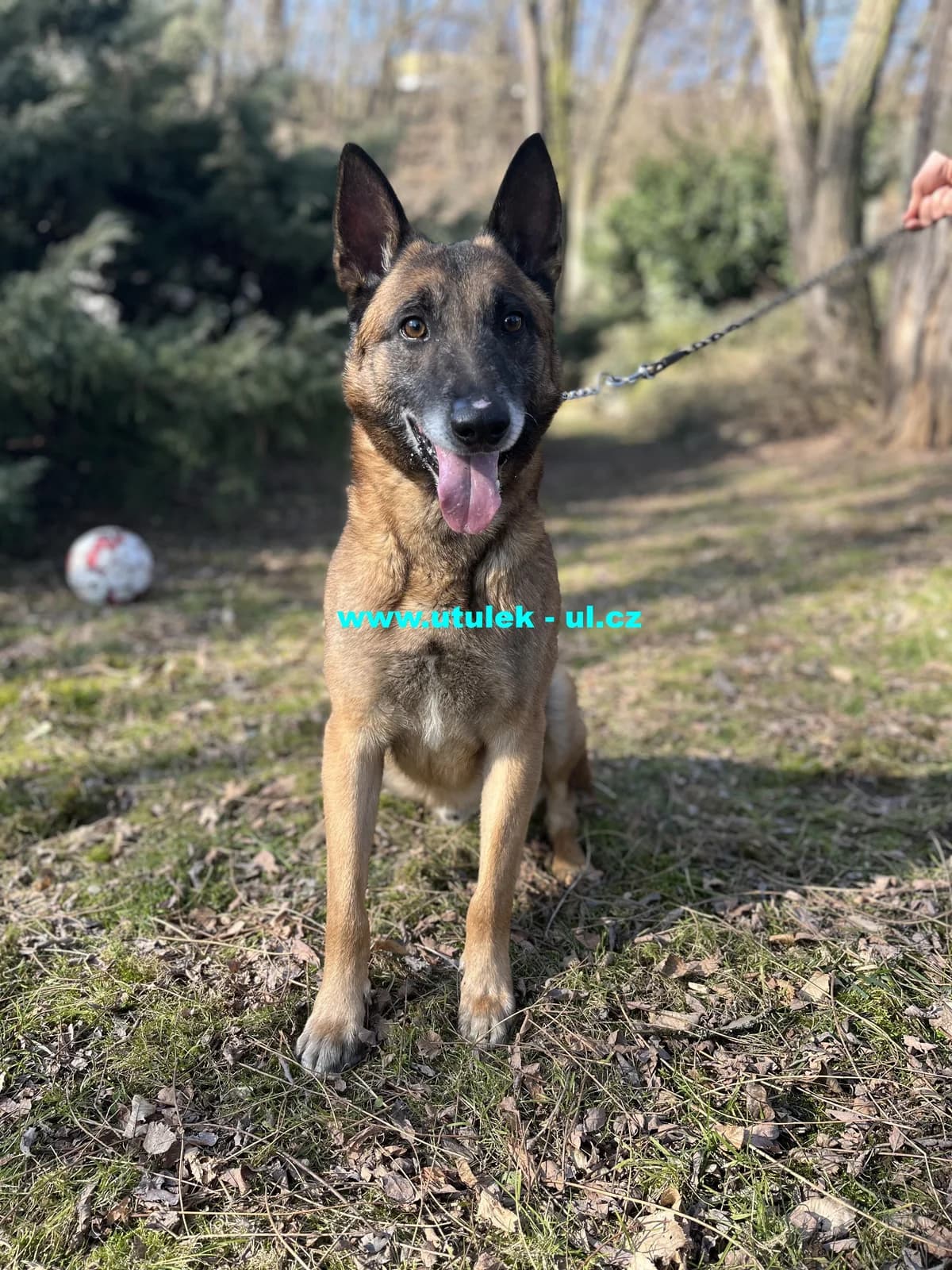 Rex, světle hnědá s černým pálením a prošedivělou mordou male mixed breed for adoption at Centrum pro zvířata v nouzi Ústí nad Labem