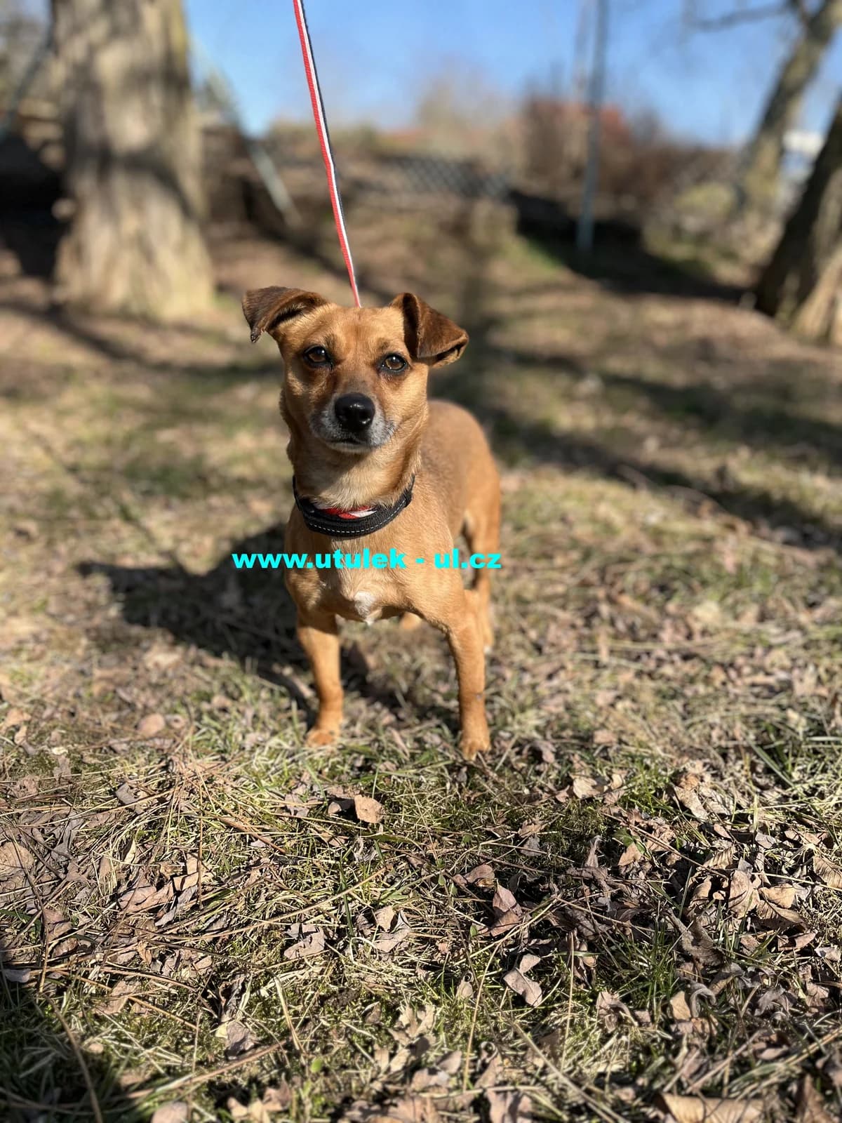 Megie, rezavá s malou bílou náprsenkou a černým prokvetením female Mixed Breed for adoption at Centrum pro zvířata v nouzi Ústí nad Labem