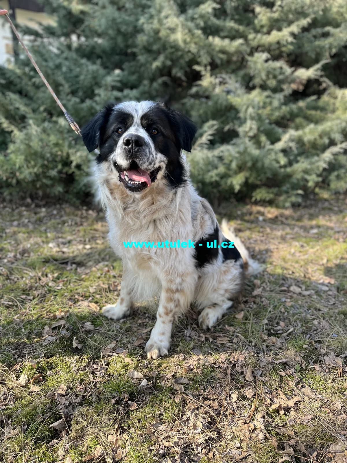 Oskar, tricolor male Mixed Breed for adoption at Centrum pro zvířata v nouzi Ústí nad Labem