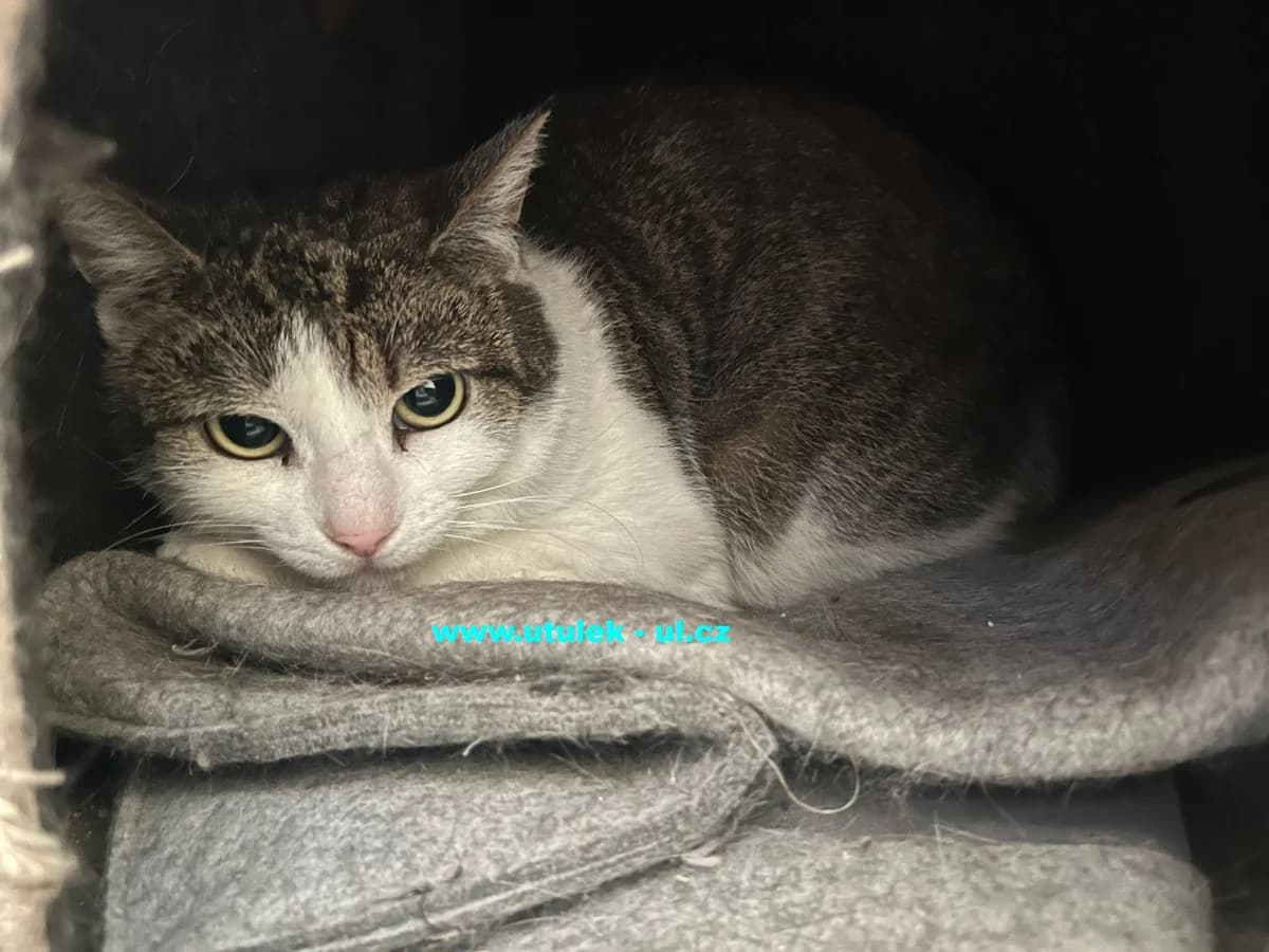 Žofie, mourovatobílá female Mixed Breed for adoption at Centrum pro zvířata v nouzi Ústí nad Labem