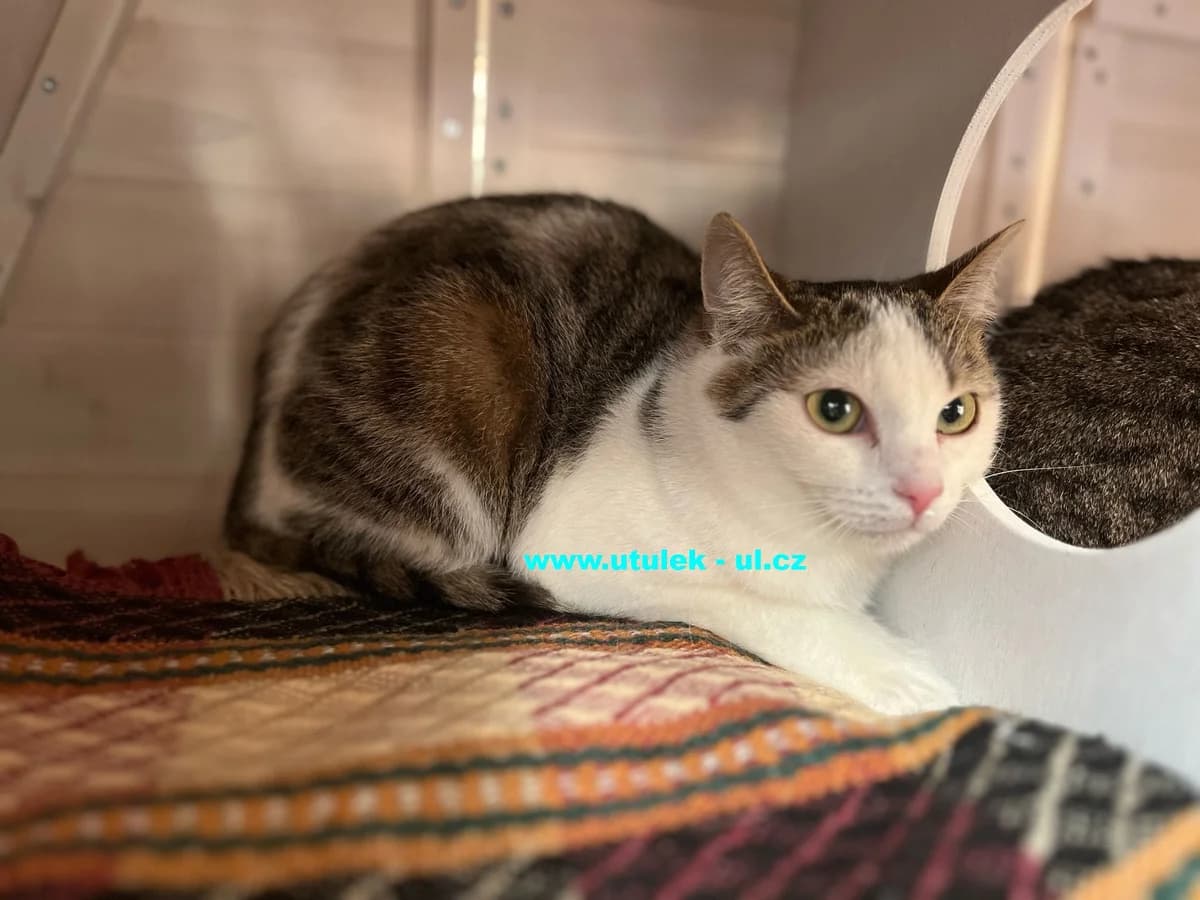 Matylda, mourovatobílá female Mixed Breed for adoption at Centrum pro zvířata v nouzi Ústí nad Labem