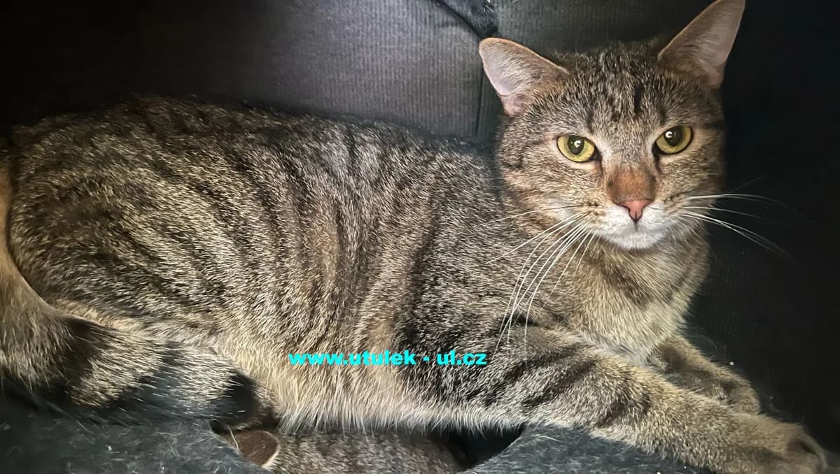 Dáša, mourovaná female Mixed Breed for adoption at Centrum pro zvířata v nouzi Ústí nad Labem