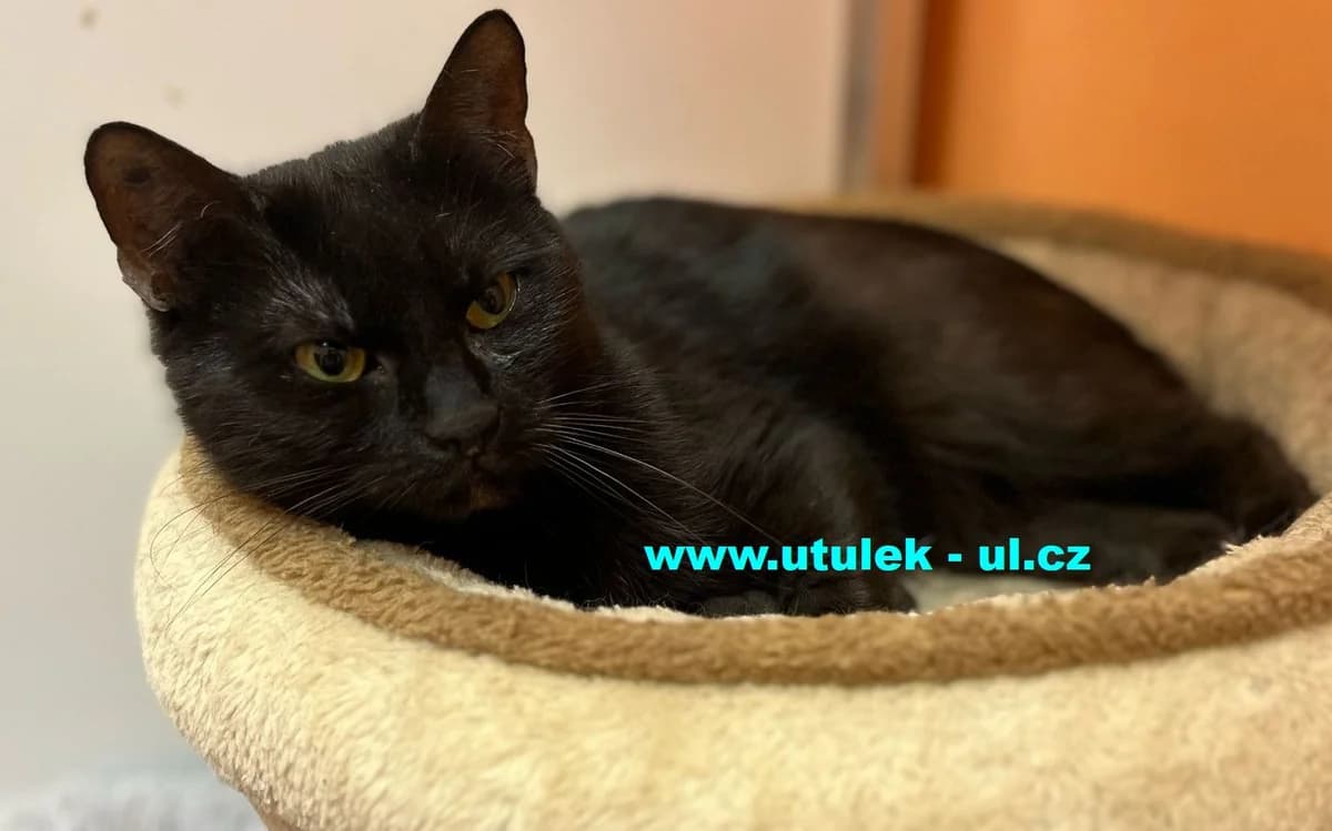 Erika, černá female Mixed Breed for adoption at Centrum pro zvířata v nouzi Ústí nad Labem