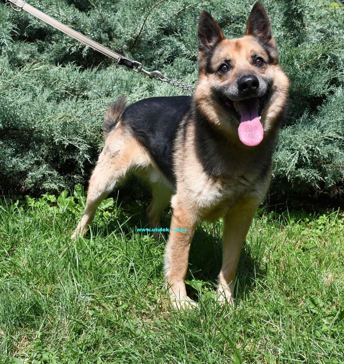 Ozzy, černá se zlatými znaky male mixed breed for adoption at Centrum pro zvířata v nouzi Ústí nad Labem