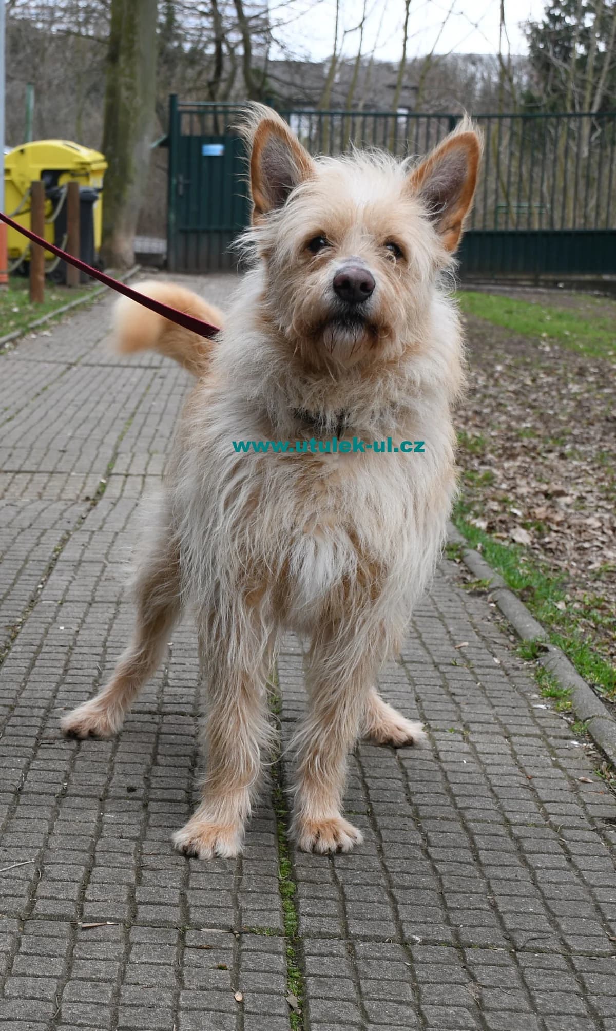 Bambula, béžová male mixed breed for adoption at Centrum pro zvířata v nouzi Ústí nad Labem