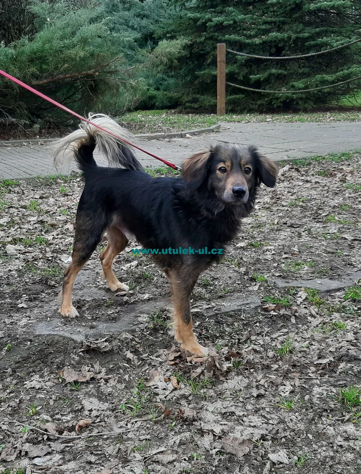 Riko, male mixed breed for adoption at Centrum pro zvířata v nouzi Ústí nad Labem
