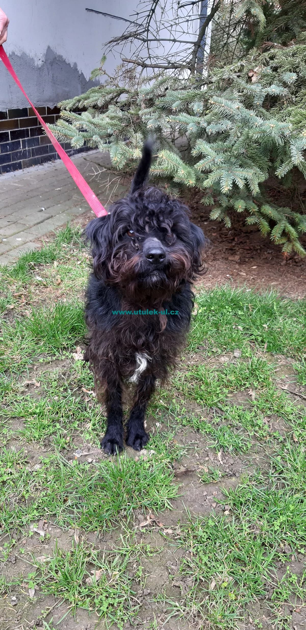 Miky, male mixed breed for adoption at Centrum pro zvířata v nouzi Ústí nad Labem