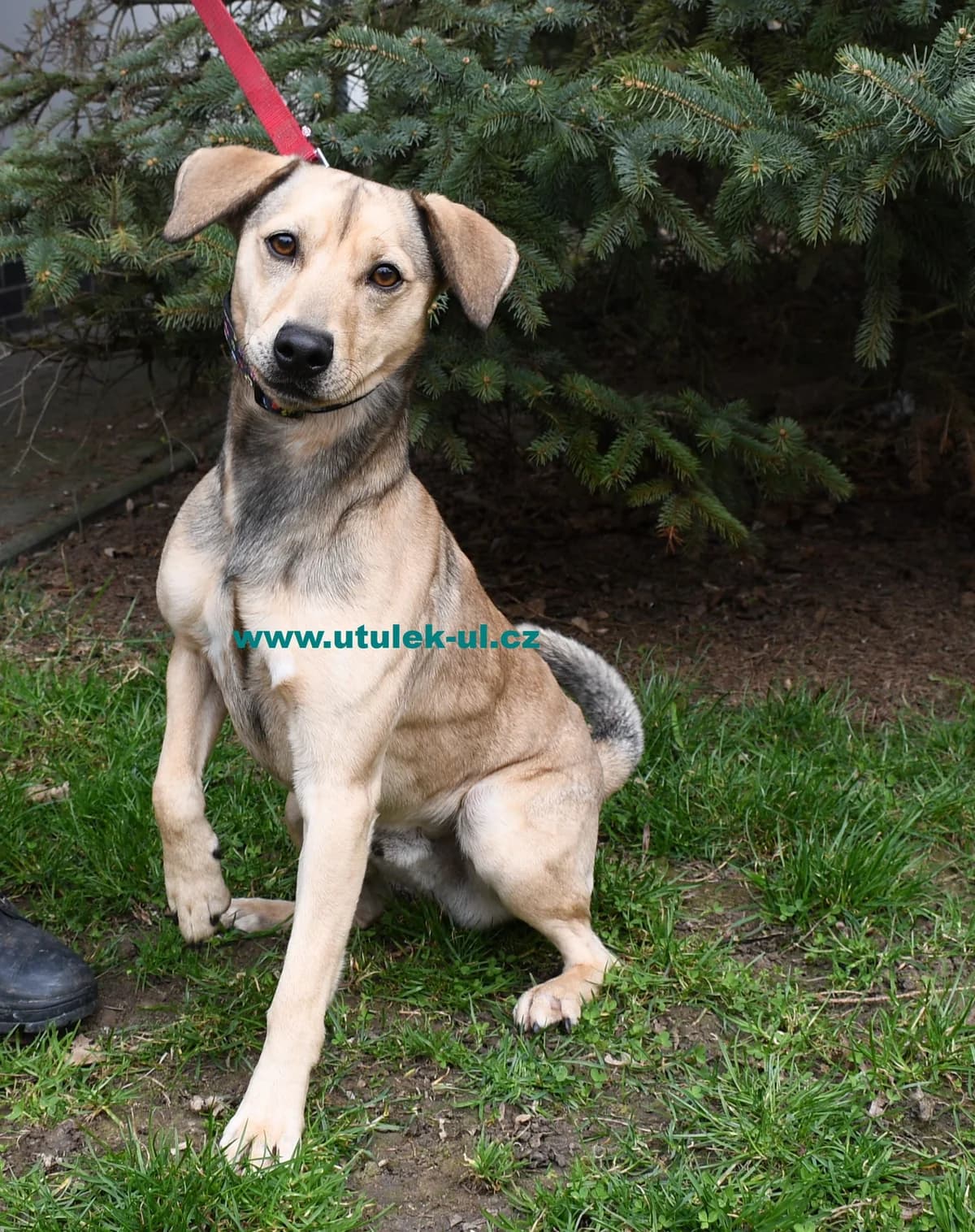 Dix, krémová s černým prokvetením male mixed breed for adoption at Centrum pro zvířata v nouzi Ústí nad Labem